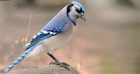 Blue Jay Overview All About Birds Cornell Lab Of Ornithology