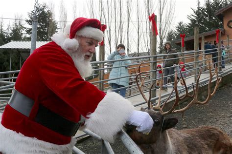 31st Annual Reindeer Festival Returns To Cougar Mountain Zoo Issaquah