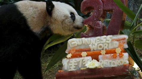 Giant Panda Jia Jia Becomes Oldest Ever Newshub