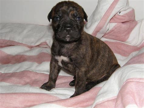 Bullmastiff puppies for sale, photos, videos, health information & history. 2 Quality Bullmastiff Puppies FOR SALE ADOPTION from Grand ...