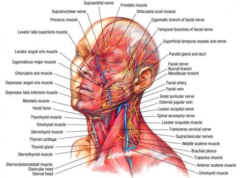 All anatomical structures of the terminologia anatomica are translated in french, english, spanish, japanese, portuguese, polish, russian, german, italian and chinese. Nerves & muscles of the head | Neck muscle anatomy