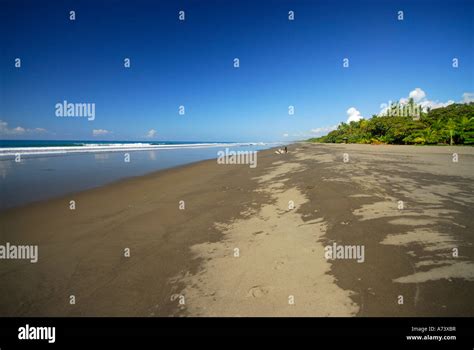 Matapalo Beach Puntarenas Province Cenral Pacific Region Costa Rica