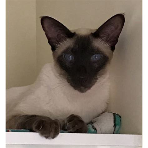 Charles Male Siamese Cat In Nsw Petrescue