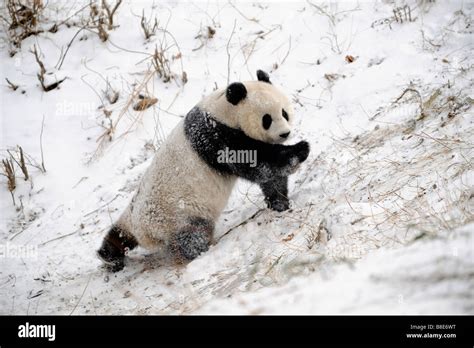 A Giant Panda At The Beijing Zoo 19 Feb 2009 Stock Photo Alamy