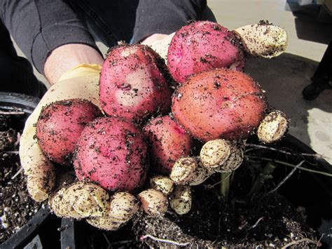 Maybe you would like to learn more about one of these? Freshly harvested red-potatoes grown organic in soil ...