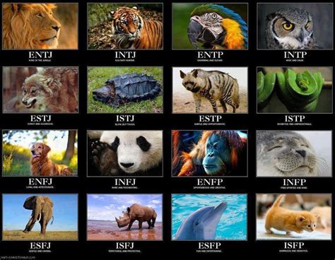 Infp Mbti And Animal Symbols Personality Cafe