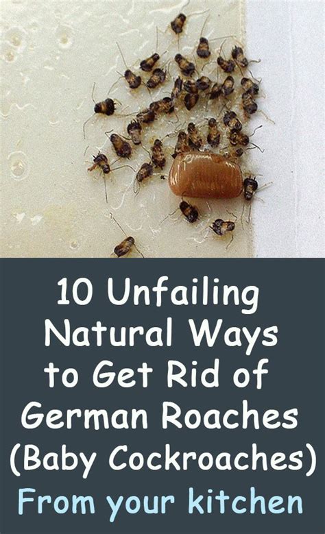 Incredible How To Get Rid Of German Roaches In Kitchen 2022