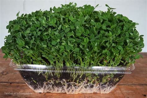 How To Grow Pea Shoots Indoors Fresh Greens Year Round Indoor