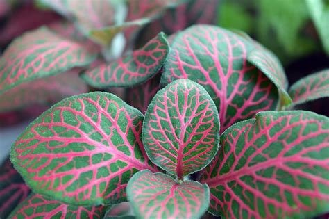 Fittonia Variegated Leaves House Plant Bright Colorful Leaves Pink