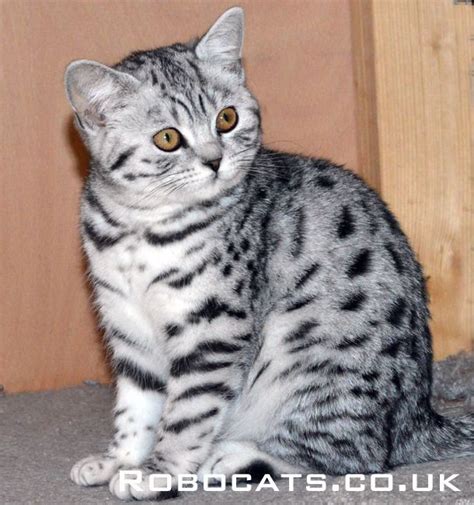 Like A Miniature Snow Leopard This Robocat Silver Spotted Kitten Will
