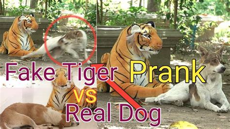 Fake Tiger Prank Dog Very Funny Prank Video 2021 Youtube