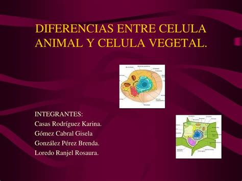 Ppt Diferencias Entre Celula Animal Y Celula Vegetal Powerpoint