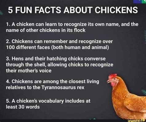 Fun Facts About Chickens A Chicken Can Learn To Recognize Its Own