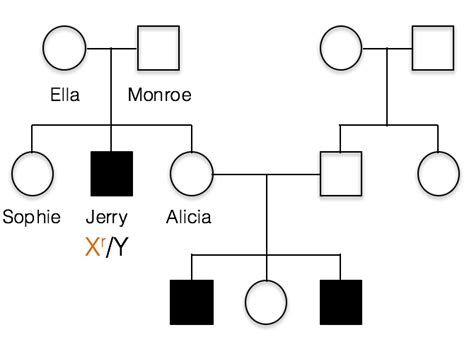 While homologous chromosomes carry genes for the same trait, there are often small variations in the nucleotide sequences that result in different versions of that trait. Fragile X Syndrome