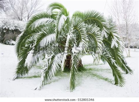 Palm Tree Under Snow Winter Stock Photo Edit Now 552801346
