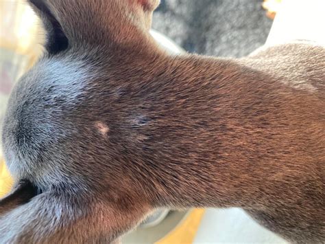 Skin Bumps On Dogs Back