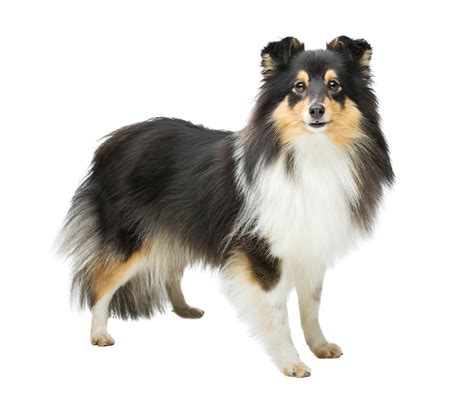 Shetland Sheepdog Im Rasseportrait Hunter Magazin