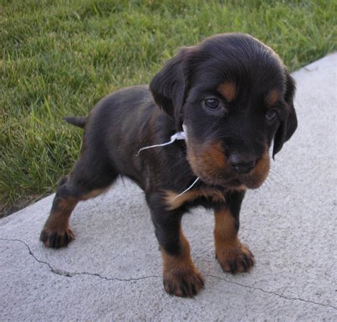 Lesen sie hier, welche züchter aktuell welpen dieser rasse abgeben. Gordon Setter Info, Temperament, Care, Training, Puppies ...