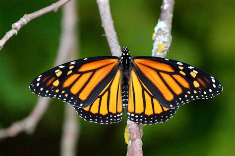 female monarch photograph by david pickett fine art america