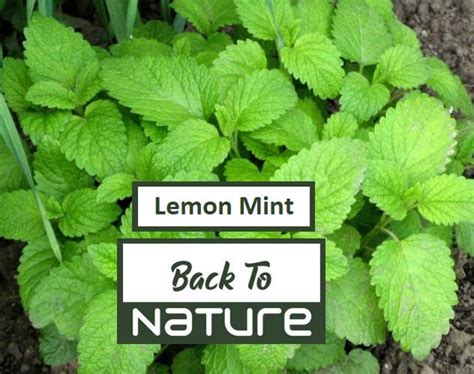 Lemon Mint Seeds Organic Non Gmo Heirloom Seeds Herb Etsy