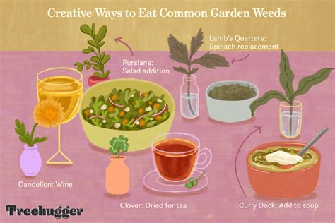 16 Edible Weeds Dandelions Purslane And More
