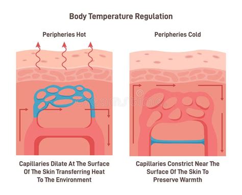 Body Temperature Regulation Process Control Of Human Skin Temperature