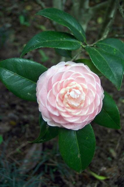 Pale Pink Camellia An Almost Perfect Symmetrical Camellia Flickr