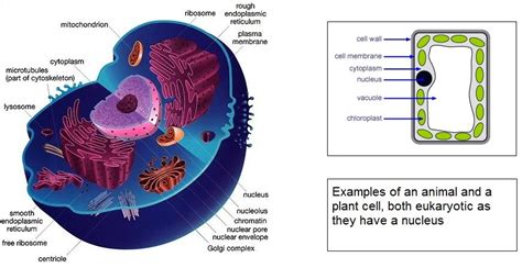 Structure Of Eukaryotic Cells The A Level Biologist Your Hub