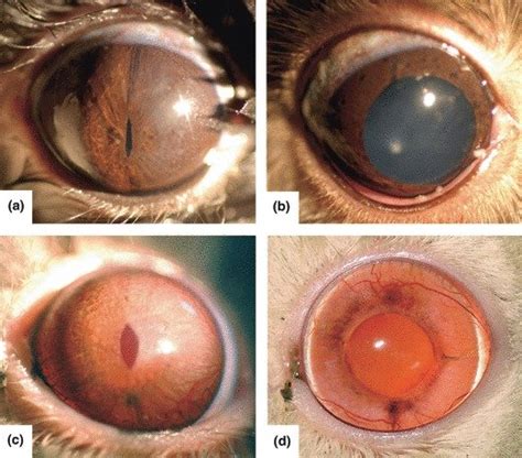 Brown And Light Colored Chinchillas Pupils Comparison In Miosis And