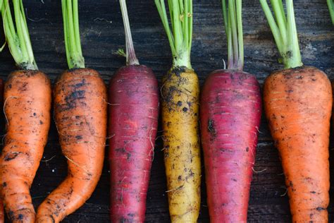 How To Know When Carrots Are Ready To Harvest 5 Signs To Look For
