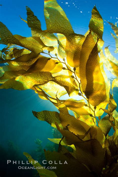A View Of An Underwater Forest Of Giant Kelp Macrocystis Pyrifera San