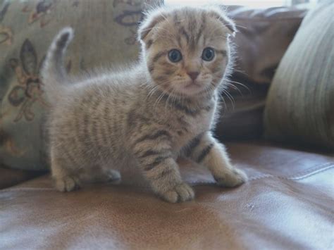 20 Fun Facts You Didnt Know About Scottish Fold Cats Gato Scottish