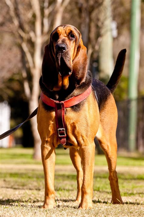 Top 10 Best Police Dog Breeds Best Large Breed Puppy