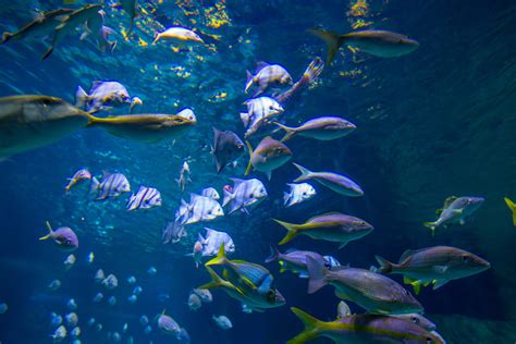 Sea Life Orlando Aquarium Welcomes First Group Of Fish
