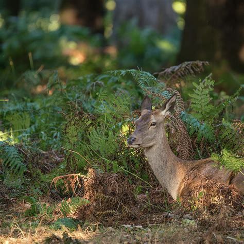 Stunning Hind Doe Red Deer Cervus Elaphus In Dappled Sunlight Fo