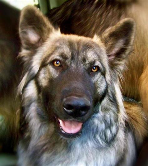 As breeders of the american alsatian grew in number, the north american alsatian breeders' association was also formed to make sure breeders will adhere to the strict requirements of the designer dog. American Alsatian