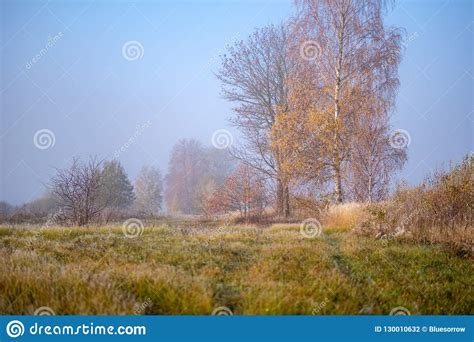 Lonely Autumn Trees Hiding In Mist Stock Photo Image Of Outdoors