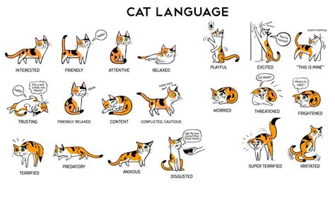 Come Comprendere Il Linguaggio Dei Gatti Il Mio Gatto è Leggenda