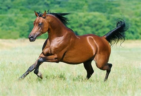The Most Expensive Horse Breeds In The World Foaling Alarm
