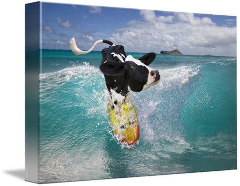 Surfing Holstein Cow Riding Ocean Wave In Hawaii By Stephanie Roeser