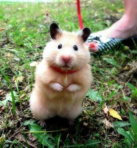 Super Cute Hamster Teddy Hamster Bear Hamster Hamster Care