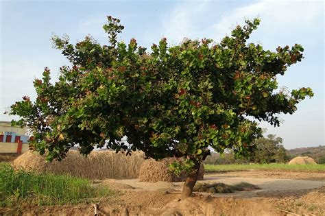 Check spelling or type a new query. The truth about cashew nuts - Shine with Nature