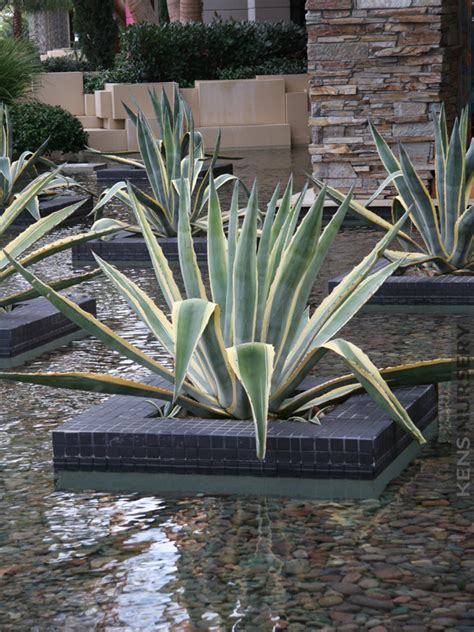 The agave plant has massive dusty green leaves that are thick and coarse, often edged with sharp hardened spikes. Top Seller Giant Matsumoto Agave Americana - Kens Nursery