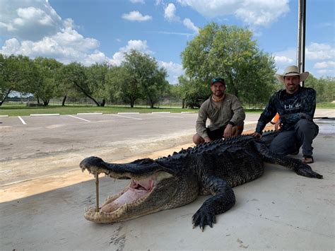 Giant Once In A Lifetime Foot Alligator Caught By Texas Hunters