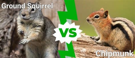 Ground Squirrel Vs Chipmunk 5 Key Differences Az Animals