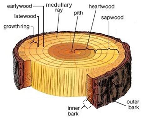 The Parts Of A Tree Trunk