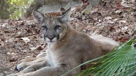 Orphaned Florida Panther Kittens Thriving At Nassau County Wildlife
