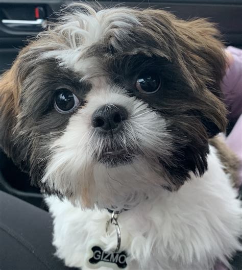 Shih Tzu Puppies For Sale Rochester Ny 326483