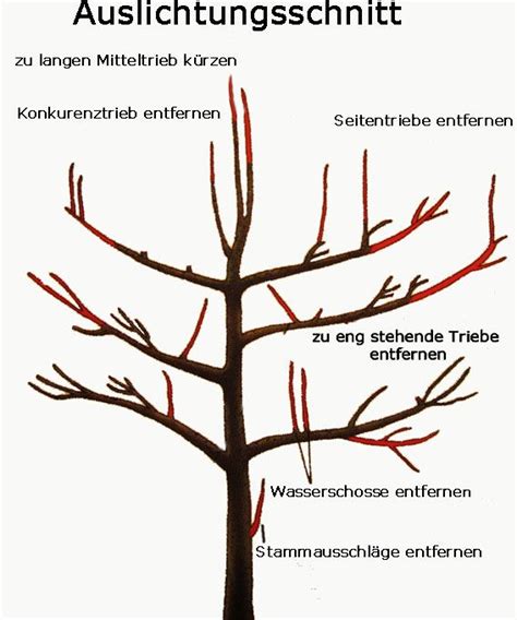 Baum im herbst noch in ruhe reservestoffe einlagern lassen winter abwarten: Garten bepflanzen, Garten anpflanzen, Obstbaumschnitt