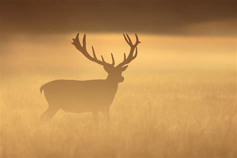 Early Mist Hh Red Deer Stag At Sunrise Hammerchewer Flickr